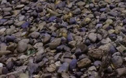 心形鵝卵石的作文500字