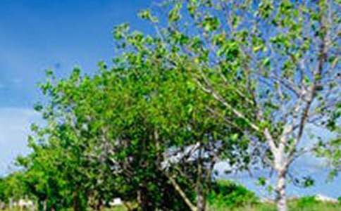 ���P(gu��n)�ϼҵ��L(f��ng)��������ƪ