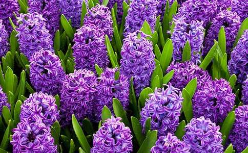 我的風(fēng)信子作文(精選25篇)