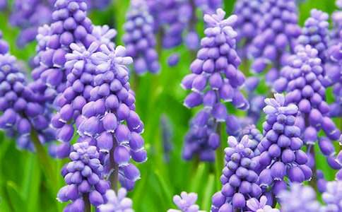 �L(f��ng)���ӵĻ��Z��ʲô��˼