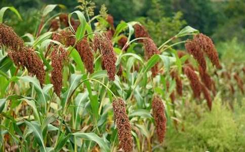 ������̌W(xu��)�O(sh��)Ӌ����