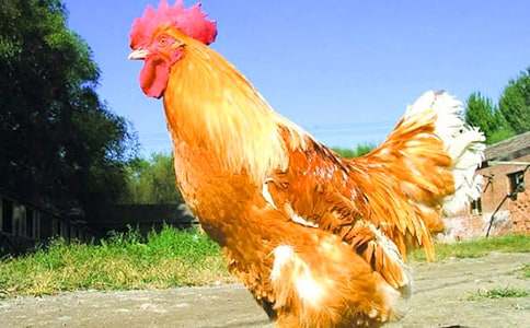 �f��Ԓ��С���uͯԒ���ģ�ͨ��52ƪ��