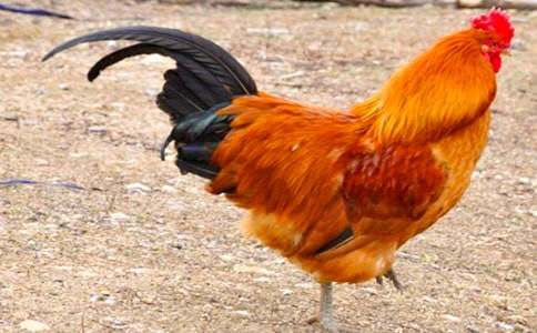 ���꼉ͯԒ��������:���u���µ������x20ƪ��