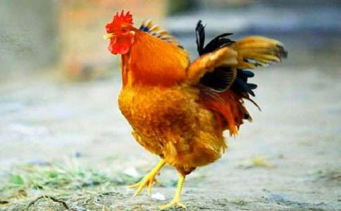 ��(hu��)�µ��Ĺ��uͯԒ����