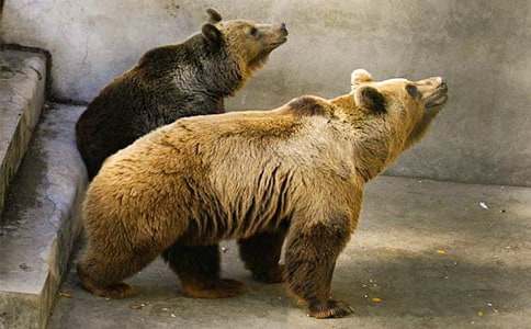 ������־Ԣ�Թ���