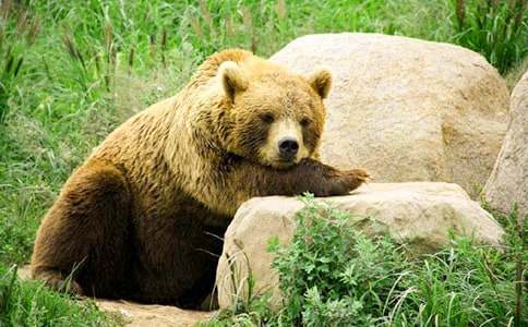 �Ϯ�(d��ng)?sh��)Ĺ���ͯԒ���?/></p><p>�����Һ�؂���룺�@����ɶ�r(sh��)���B(y��ng)�˹��ģ�Ī�����ϴ���͵���������u���������н��ģ��ص��B(y��ng)��ֻ�C����(l��i)��������������һ��Ҫ�낀(g��)�k����(l��i)׽ֻ�u�Գ���</p><p>�����Һ�؂߅��߅�ߣ��@�r(sh��)����Ҋ(ji��n)��������һ��F(tu��n)��Ӱ�u�u�λε������Ɓ�(l��i)���������p�e����(d��ng)����㵽�˴��(sh��)�����߽��r(sh��)���Һ�؂���J(r��n)�����ǹ������֡���̫���������k�������@��(g��)���һ�һ����(hu��)����һ��֮���������Һ�؂���d�؏Ę�(sh��)���@�˳���(l��i)��</p><p>��������������������ʳ��������Һ�؂Ц���������к������ǰ����ҵ�θ��������������ܴ����^�f(shu��)�������������ڴ��ӵă�(ch��)���Ұl(f��)�F(xi��n)���S��������҂�һ��ȥ������ȥ��(ch��)�����ҷ�������ȥ�u���������Ć����ҺþÛ](m��i)�Է����ˡ��ǬF(xi��n)�ھ��߰����������d�^�ò��c(di��n)��������(l��i)���Һ�؂͵Ц�������@��(g��)�����@ô�����Ϯ�(d��ng)������̫��������</p><p>���������b���b�_�����M(j��n)�˴��ӣ���߀�Ǳ��C���l(f��)�F(xi��n)����(d��ng)�C������(zh��n)�����Еr(sh��)����Ҋ(ji��n)վ���Լ���ǰ���@��(g��)��Ȼ������Ҳ��Ͻ��ˣ��������Ⱦ����������˫C�����Һ�؂�͹��ܱ���Ŀ��(bi��o)��ȥ�����ց�(l��i)����(ch��)�����ҵ��˷��ۣ����d�^���^(gu��)���^�������Լ�����һ�����v���������S��ƿ��������@��(d��ng)���u������u���u��y��һ�F(tu��n)���������(l��i)���Һ�؂ (t��ng)�����֮�����Bæ׽����ֻ�u������˴�����</p><p>��������Ҳ���u���@��������������������(l��i)���˃�(ch��)��������(d��ng)������Ҋ(ji��n)��һֻ�������������㌦(du��)�����M(j��n)���ˇ���ʽ��һ�D���������ܱ�������؂����ò��������˳���(l��i)����һ߅������������һ߅��ŭ���f(shu��)����ԓ���ĻҺ�؂��������һ���ҕ�(hu��)�����(b��o)��ѩ�޵�����</p><p>���Ϯ�(d��ng)?sh��)Ĺ���ͯԒ���¡����P(gu��n)���£�</p><p><a target=