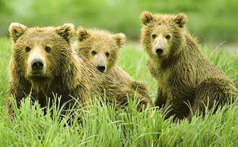 精選狗熊作文500字三篇