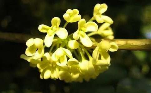 ӛ����̎��һĨ��������