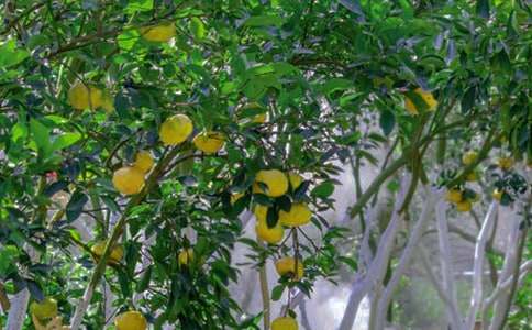 果園里的快樂400字作文