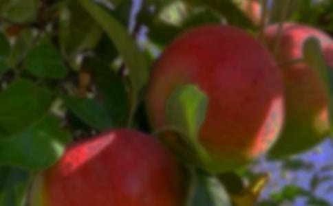 四季的果園作文(精選27篇)