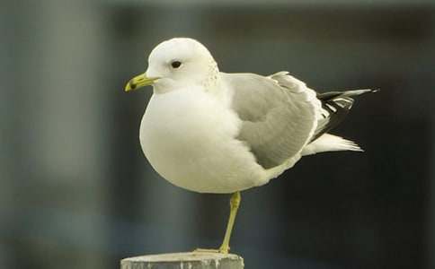 【優(yōu)秀】《海鷗喬納森》讀后感15篇