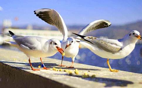 ���t�̼{ɭ�x���