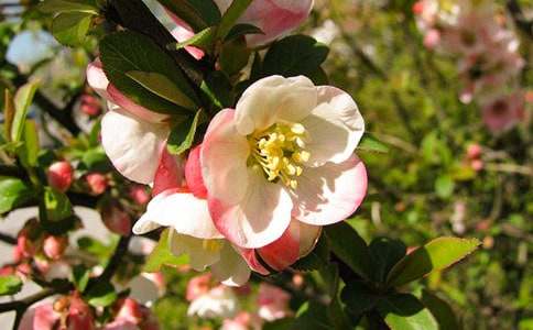 �S�躣��ĸ�H����