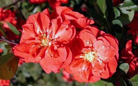 優(yōu)秀作文:我喜歡海棠花