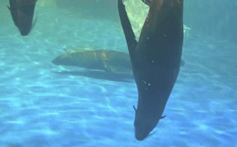 �δ��B�ϻ������󹫈@����350�֣�ͨ��17ƪ��