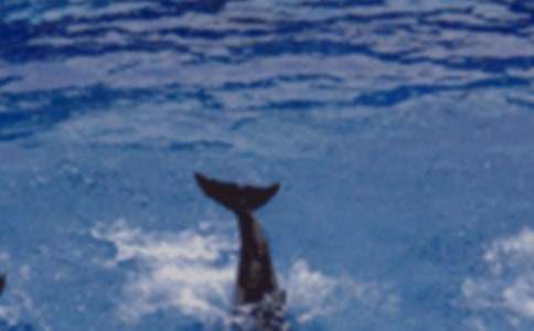 海豚與天使之戀初二作文