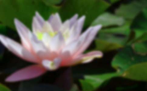 小學(xué)生觀察荷花的作文