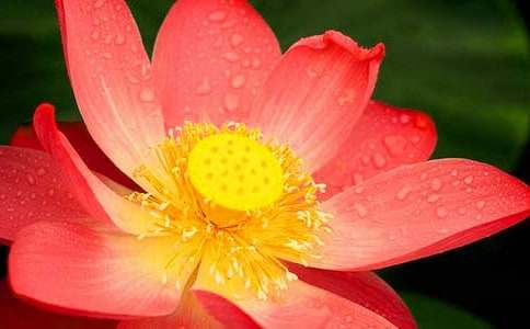 荷花300字左右作文