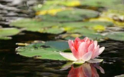 ��ۺ�ƽ��������