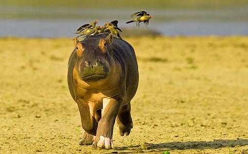 ��ʳ�ĺ��R����