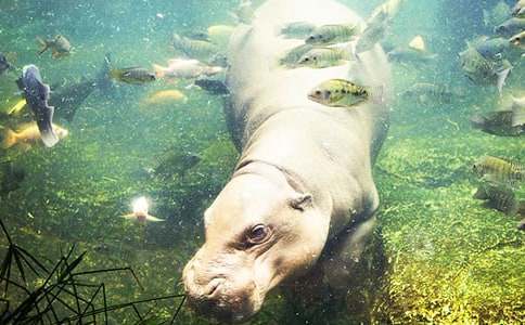 ���ĕ��w�ĺ��R