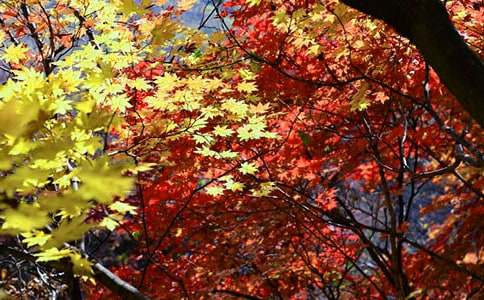 ��ɽ�t�~���ģ����x20ƪ��