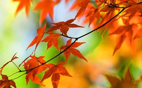 �茑������ɽ�t�~������