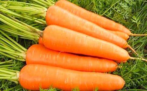 胡蘿卜500字作文