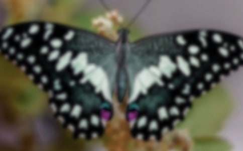 һֻ������͑׃����2000��