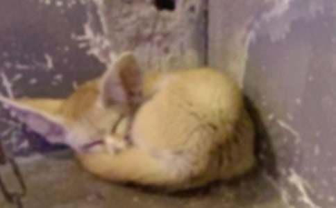 ��؂�͞��f�Č�����Ʒ��