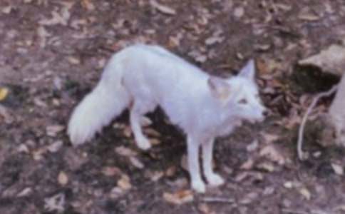 ��؂�ͺ���ͯԒ���ģ�ͨ��22ƪ��