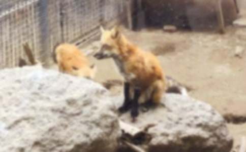 ��؂�͞��f�Č�(xi��)�¾�