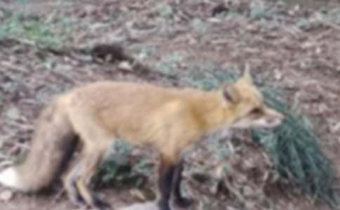 �����f�ͺ�؂���Č�����