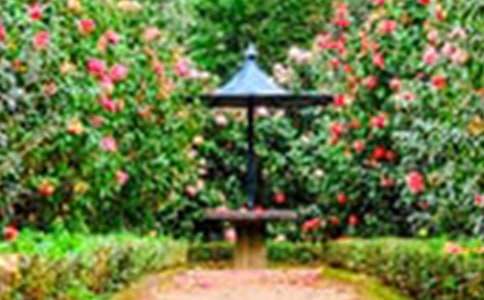 書的花園六年級作文