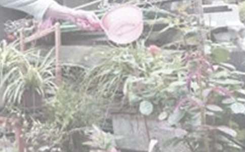 澆花的作文400字