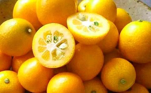 觀察金桔的作文(通用22篇)