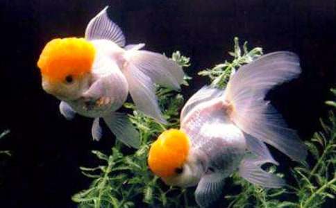 �P(gu��n)�ڽ��~ͯԒ���ģ����x24ƪ��