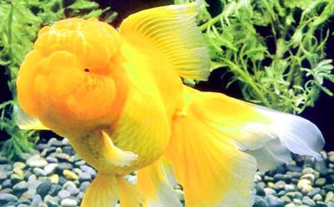 �Č����O��ͽ��~�Ĺ��¡� - С��������