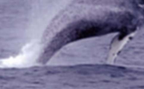 ��B�L�~��С�W���ģ�ͨ��32ƪ��