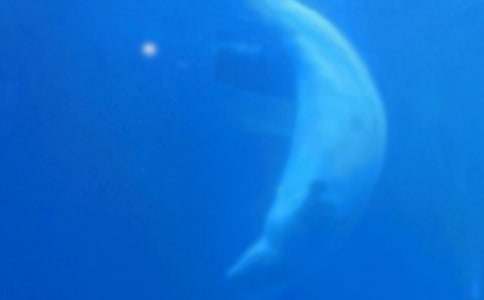 鯨魚作文400字3篇