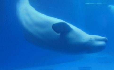 我是一頭鯨魚作文600字