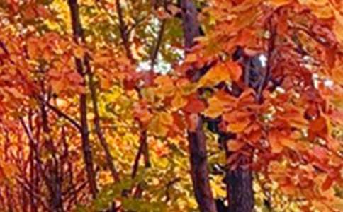 �茑���Ͼ�ɫ�����ģ����x25ƪ��