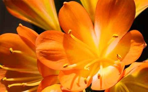 觀察君子蘭作文(通用19篇)