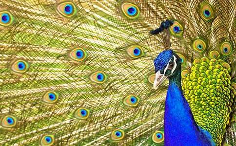 �ɐ۵Ŀ�ȸ�~���ģ�ͨ��60ƪ��