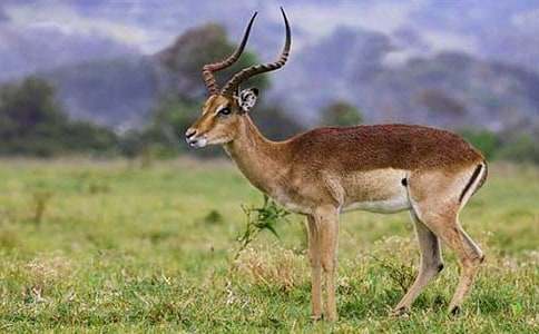 ����ľ��Č�5ƪ