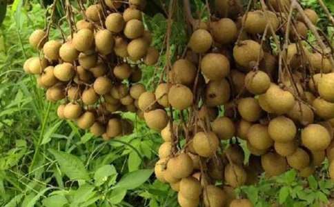 家鄉(xiāng)的龍眼樹(shù)小學(xué)作文