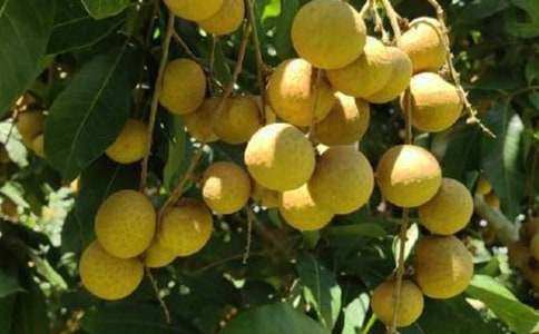 我愛家鄉(xiāng)的龍眼優(yōu)秀記敘文450字