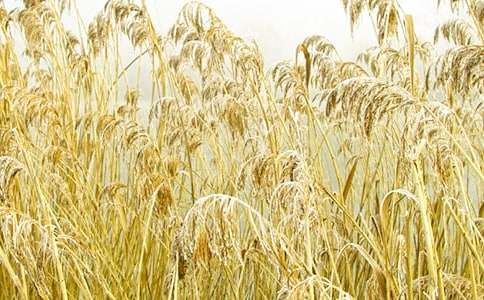 《心中的蘆葦》閱讀練習題及答案