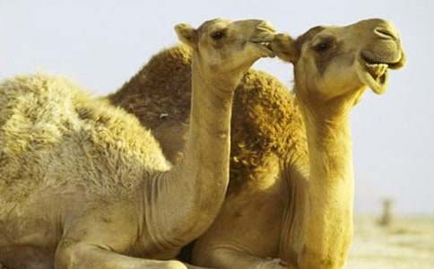 С���С�t�R����(15ƪ)