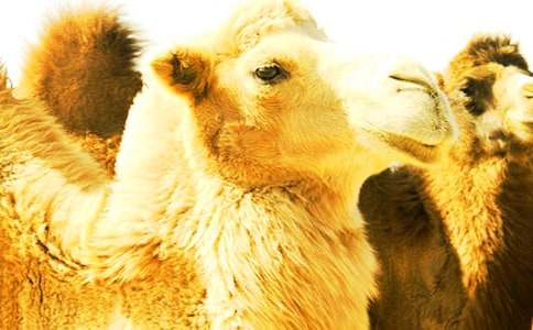 �к��c��ͯԒ����600��